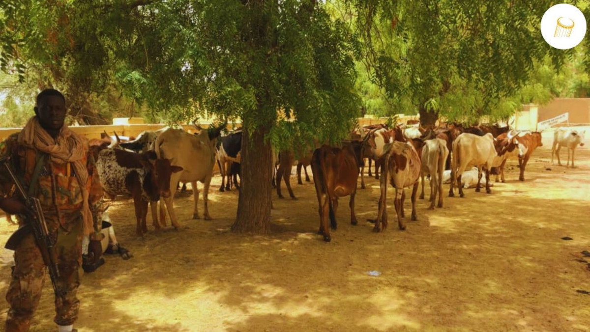 Les FAMa saisissent plus de 80 têtes de bœufs aux GAT á Niafunké
