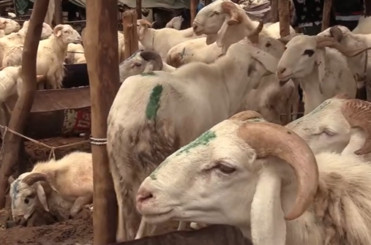 À Gao, les moutons sont hors prix