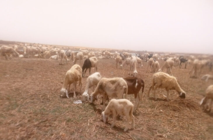 Des bandits ont emporté des animaux dans le cercle d’Ansongo