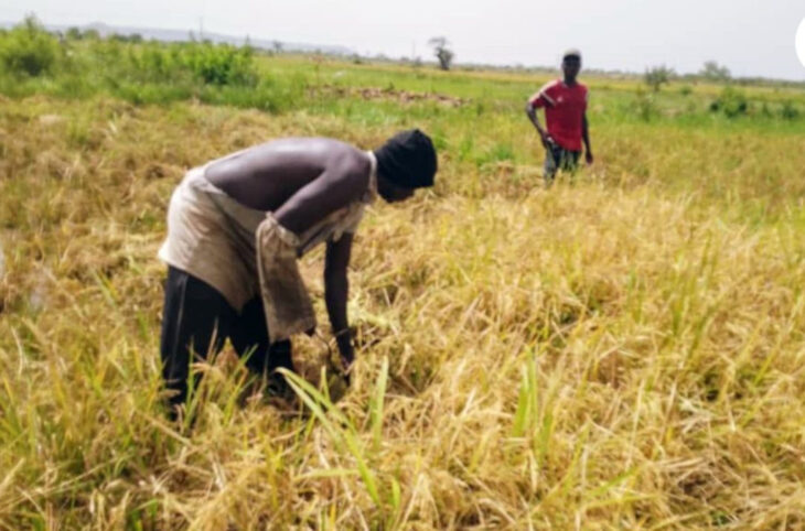 Bafoulabé : la récolte bat son plein à Djadjéfara