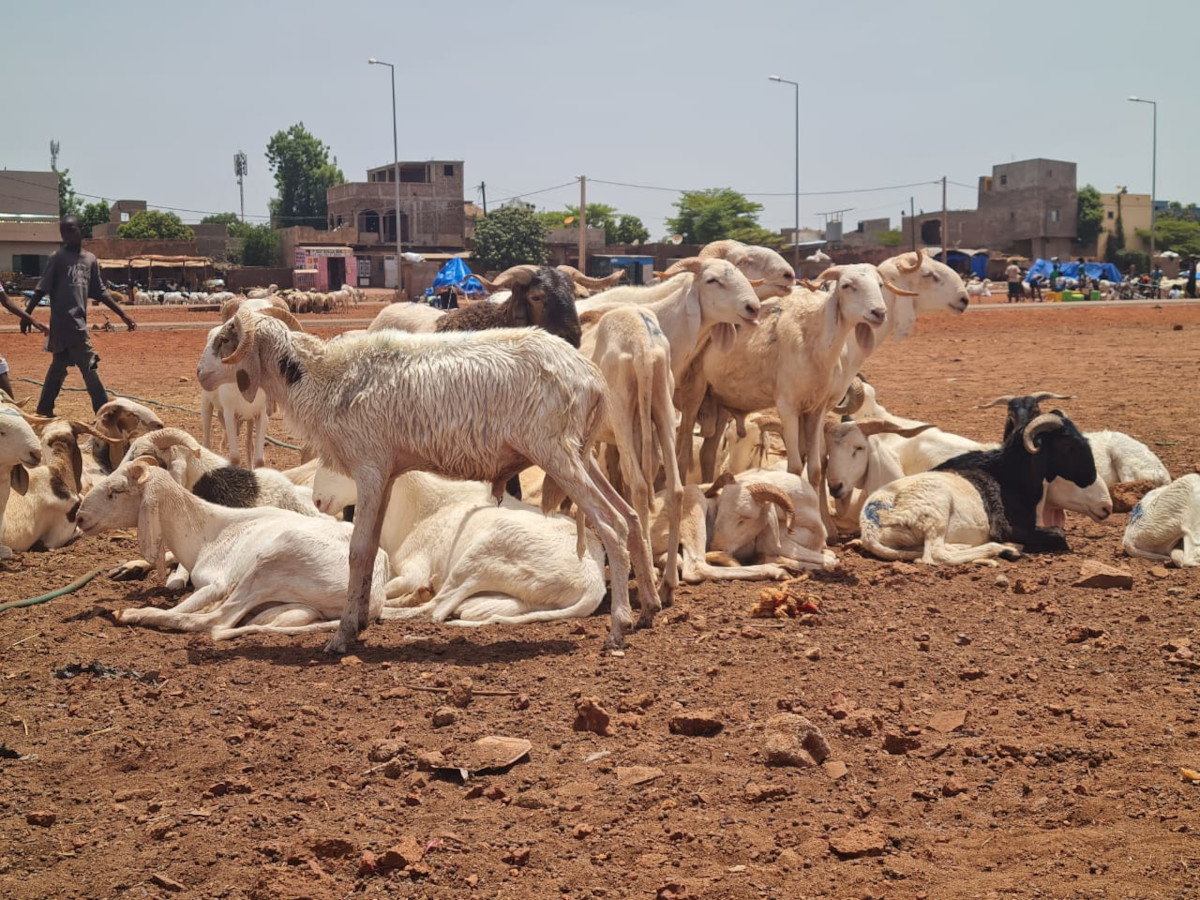 « Parlons de l’Environnement »: les parcs à bétail improvisés à la Tabaski, polluent l’environnement.