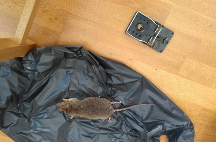 Santé publique : la prolifération des rongeurs inquiète les populations