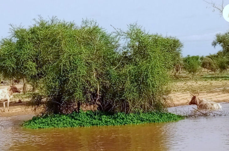 Montée des eaux, une perte énorme pour des éleveurs dans le nord et le centre du Mali