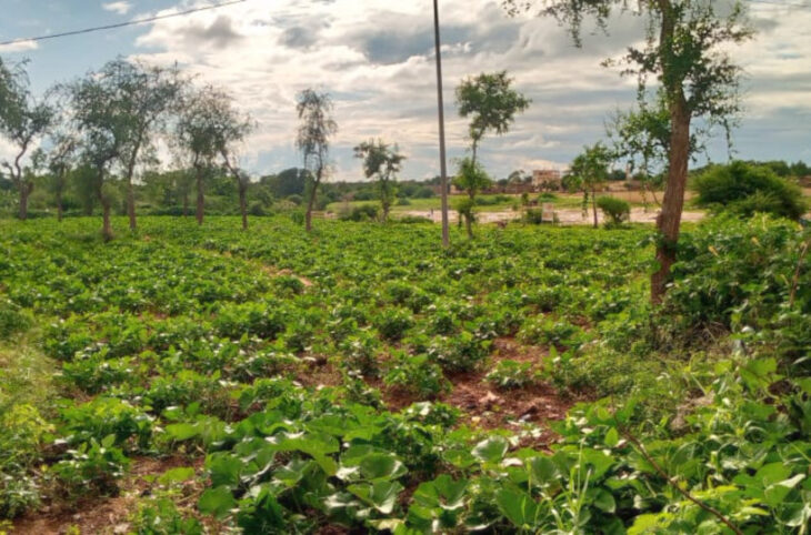 Le désherbage, une activité des jeunes pour assainir leur cité