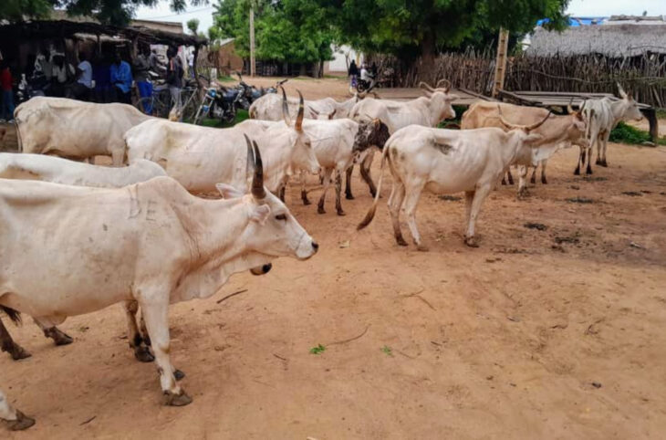 Du bétail volé, récupéré par des jeunes d’Oussoubidjangna