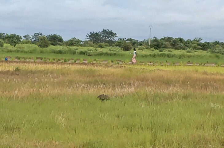 Les agriculteurs maliens face à la menace des pluies diluviennes
