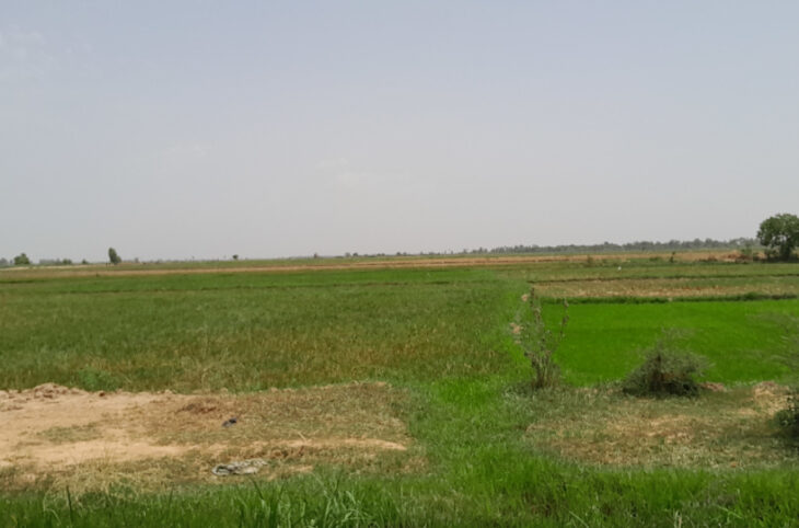 Campagne agricole : fortunes diverses à mi-parcours pour les producteurs