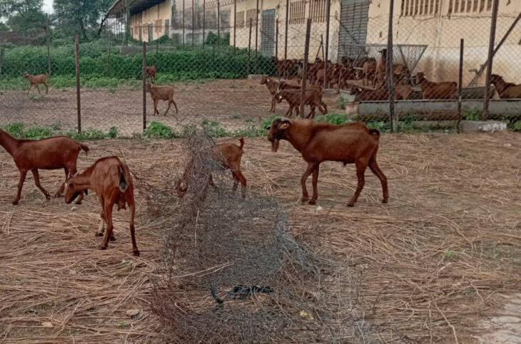 La chèvre rousse de Maradi ou "la vache du pauvre"