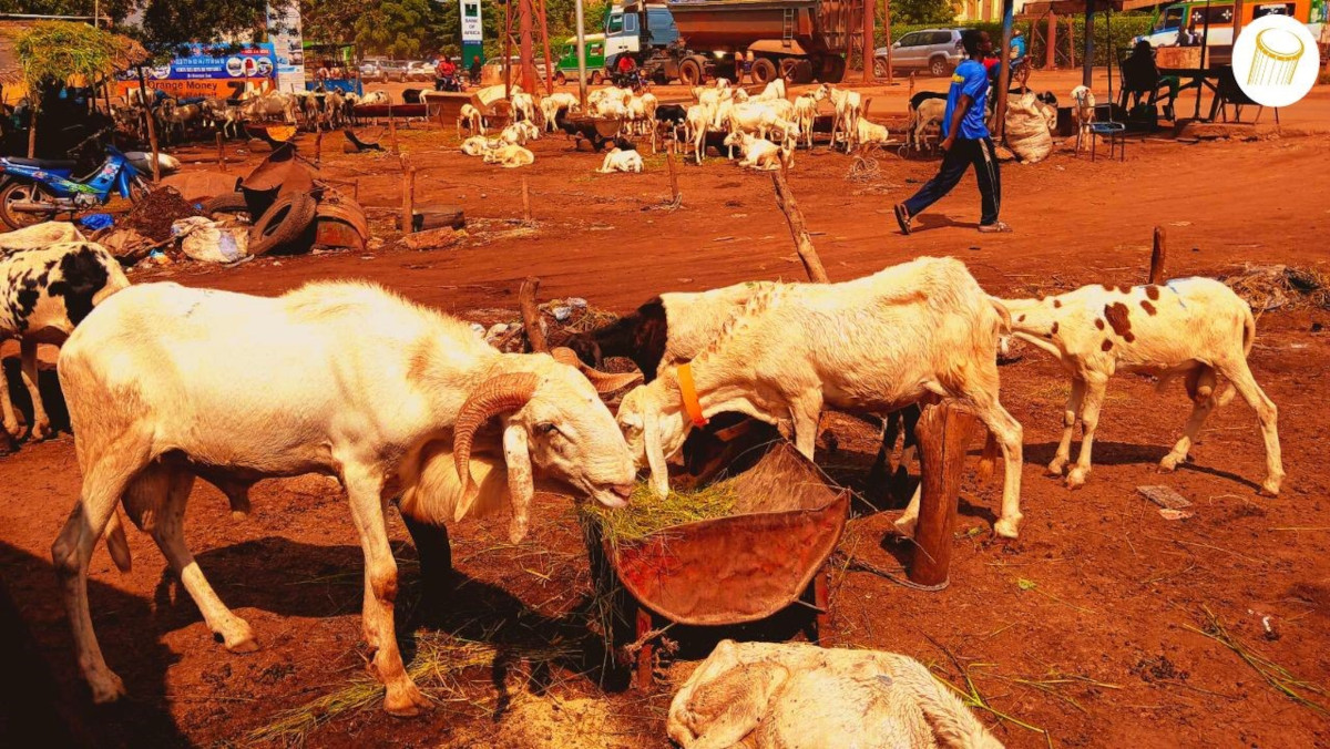 Les garbals improvisés sont interdits à Bamako, à Kati et à Koulikoro