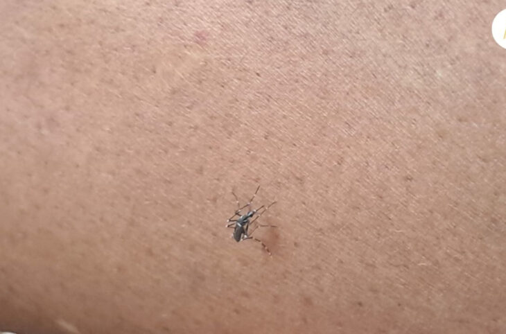 Nouvelle flambée de la dengue au Mali