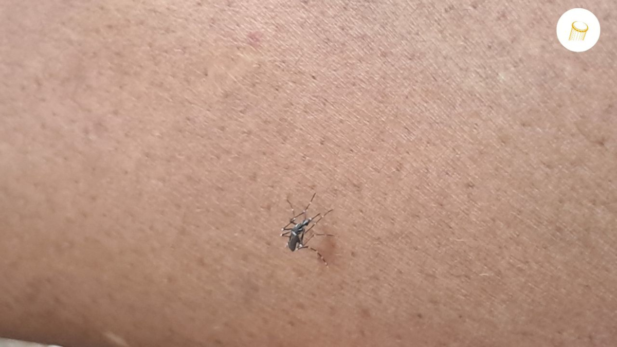 Nouvelle flambée de la dengue au Mali