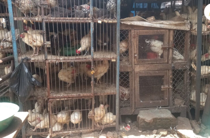 Aviculture, le secteur en pleine expansion au Mali