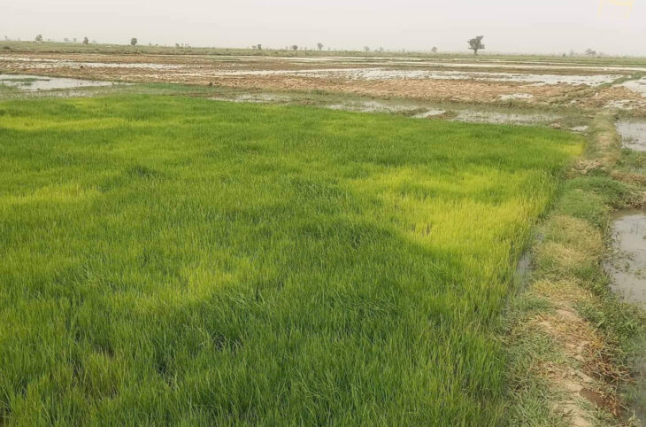 Campagne agricole : de bonnes récoltes en perspective dans l'office du Niger