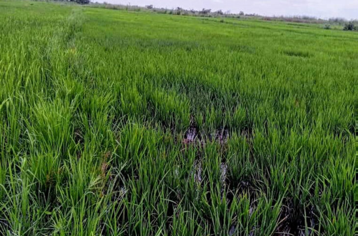 Démarrage de la récolte du riz à Mahina