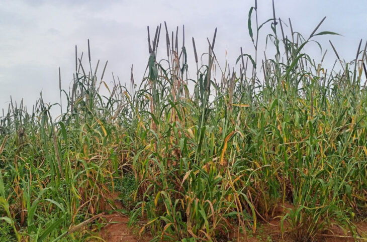 Bankass : des hectares de champs dévastés par les oiseaux granivores