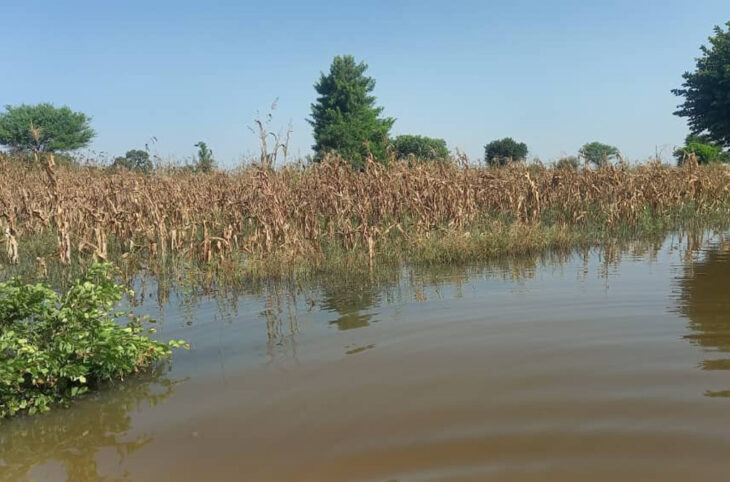 Inondations : plus de 1700 hectares engloutis par les eaux à San