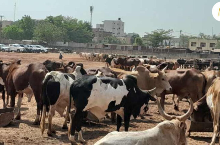 Des animaux sont enlevés à Macina