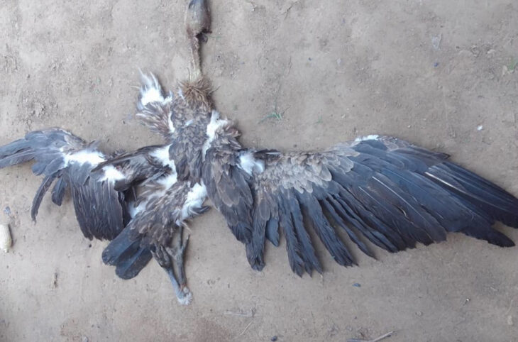 Non, cet oiseau abattu ne portait pas de dispositifs d'espionnage militaire