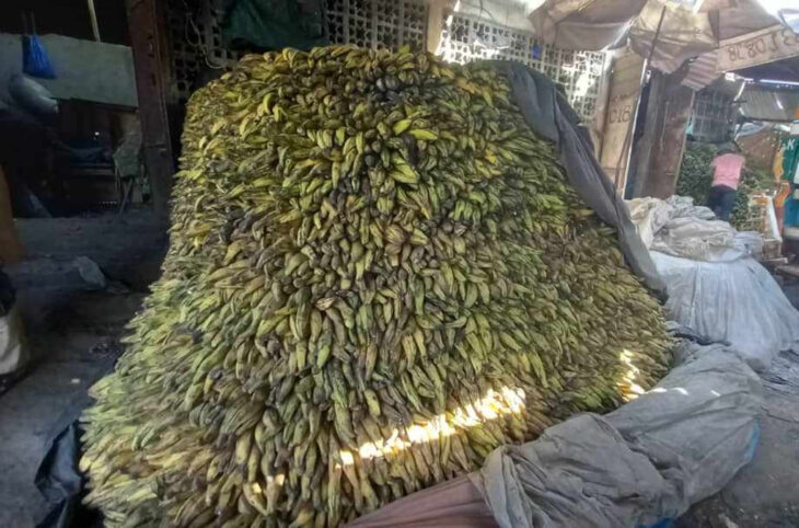Banane plantain, un secteur prometteur
