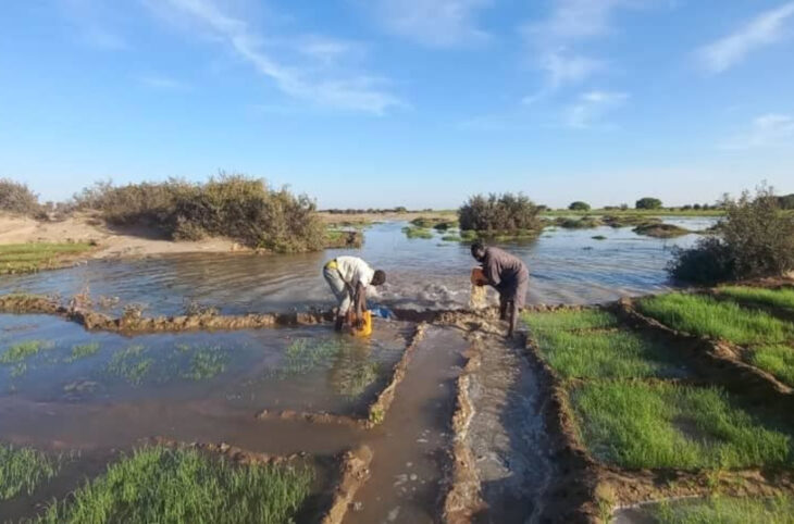 Niafunké : campagne agricole 2024-2025 menacée par la montée des eaux