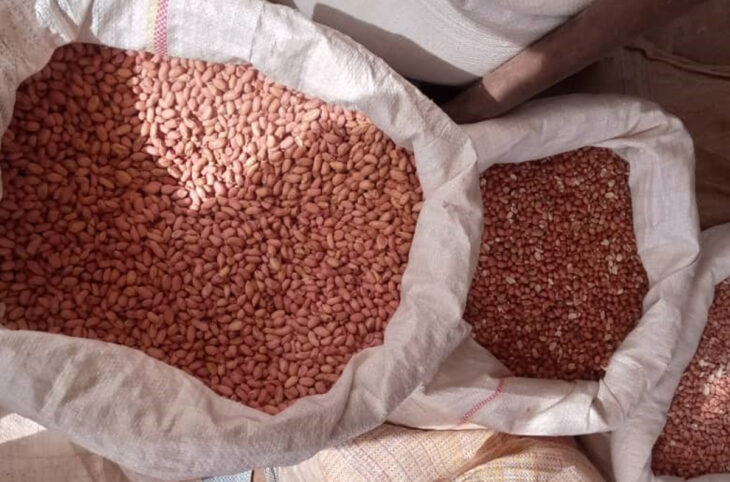 Rareté et cherté de la graine d'arachide à Sikasso