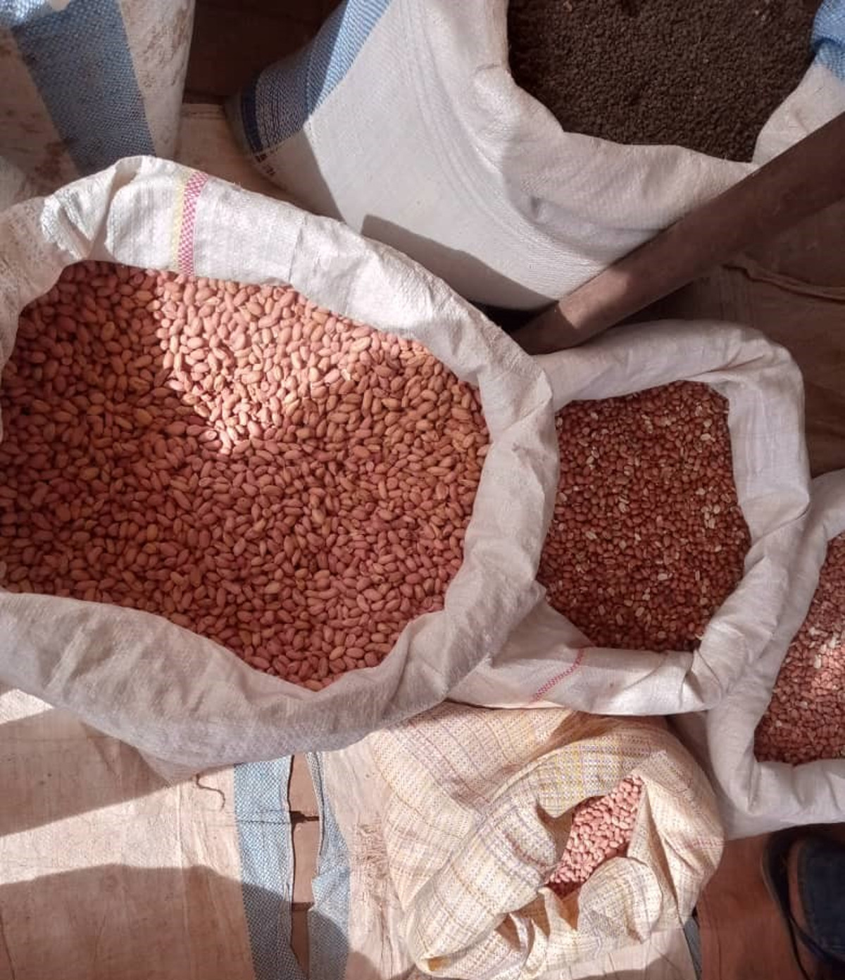 Rareté et cherté de la graine d’arachide à Sikasso