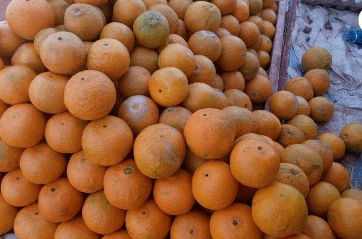 Sikasso : une nouvelle variété d'orange sur le marché