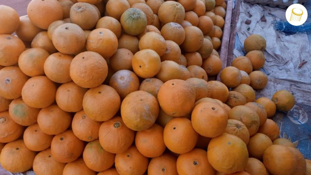 Sikasso : une nouvelle variété d’orange sur le marché