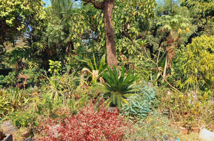 Les fleurs plus qu'un ornement, un anti-pollueur.