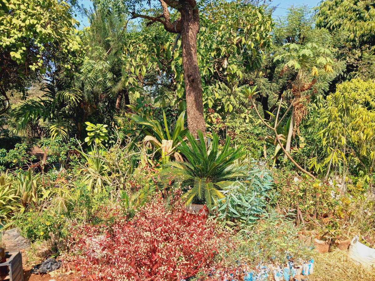 Les fleurs plus qu’un ornement, un anti-pollueur.