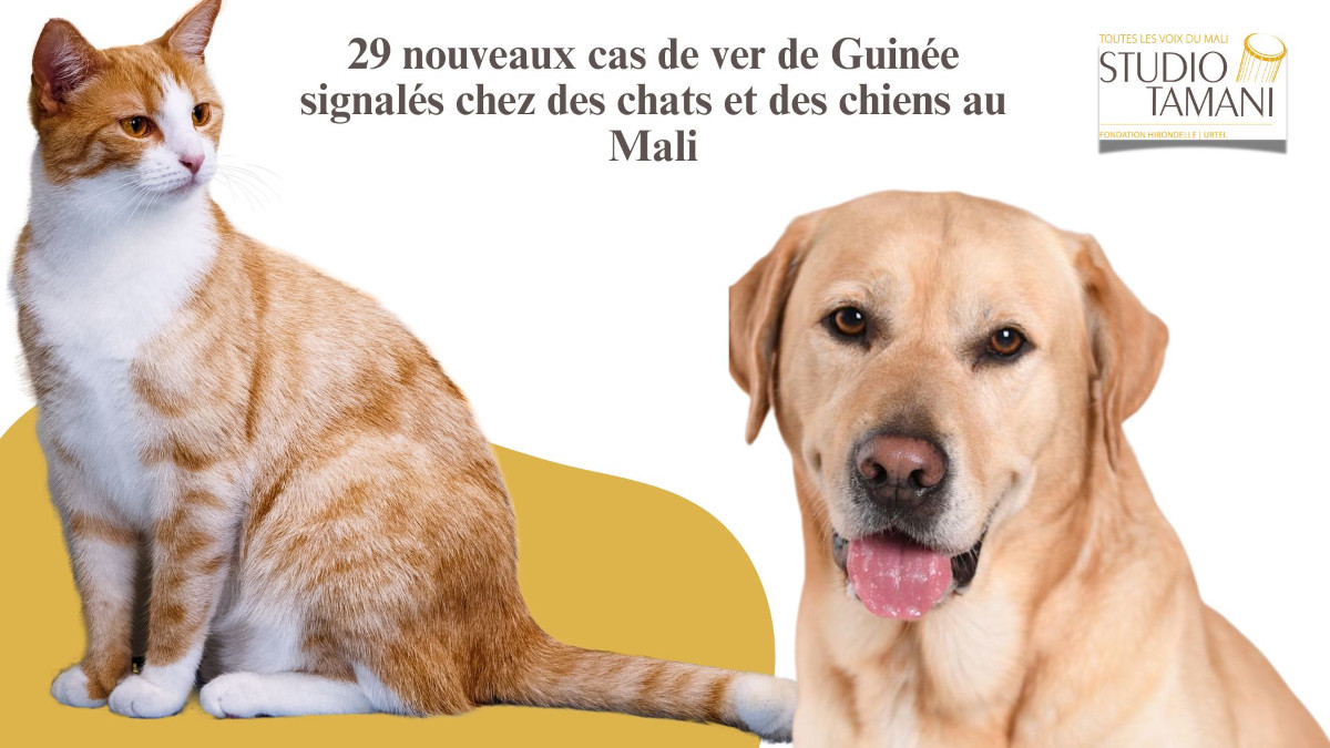 Le ver de Guinée pose un défi de santé publique au Mali