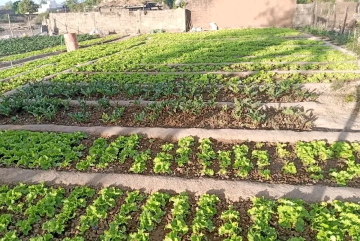 Le maraîchage, la voie d’un jeune diplômé sans travail à Kita
