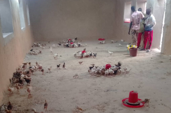 Un don pour booster la production avicole à Bourem