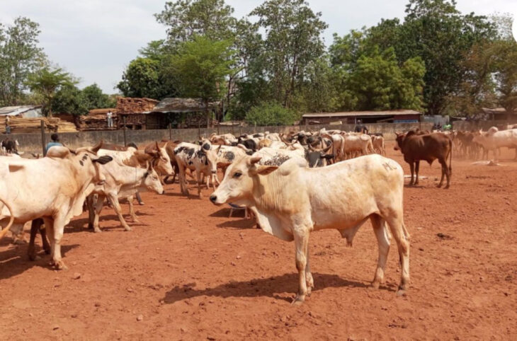 Opération ramadan 2025 : les prix des bœufs jugés trop élevés par des clients