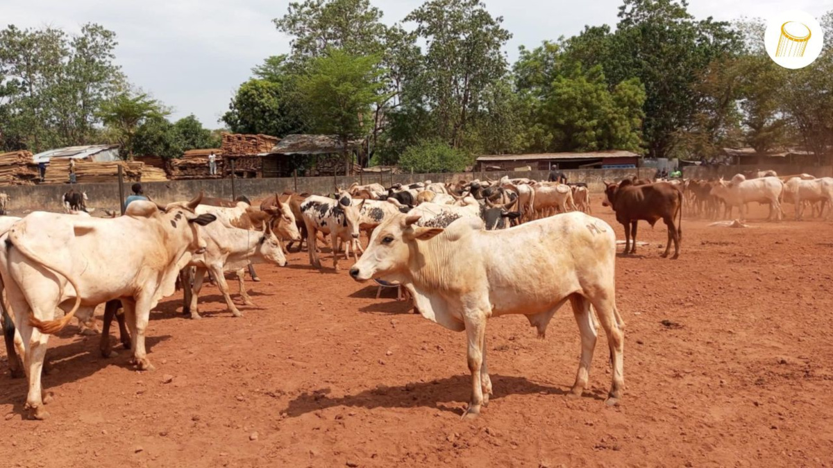 Opération ramadan 2025 : les prix des bœufs jugés trop élevés par des clients