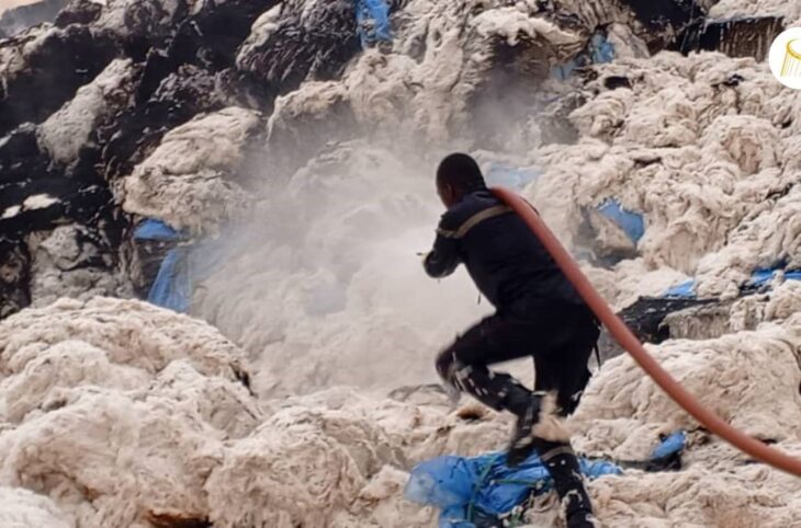 Les jassides ravagent les champs de coton à Kadiolo