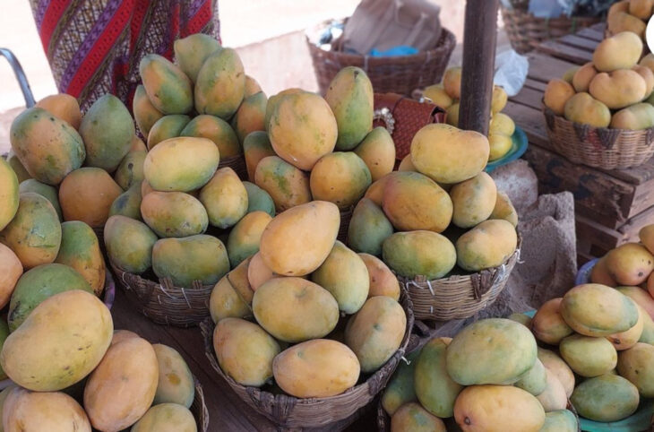 La campagne de mangues bat son plein à Koulikoro