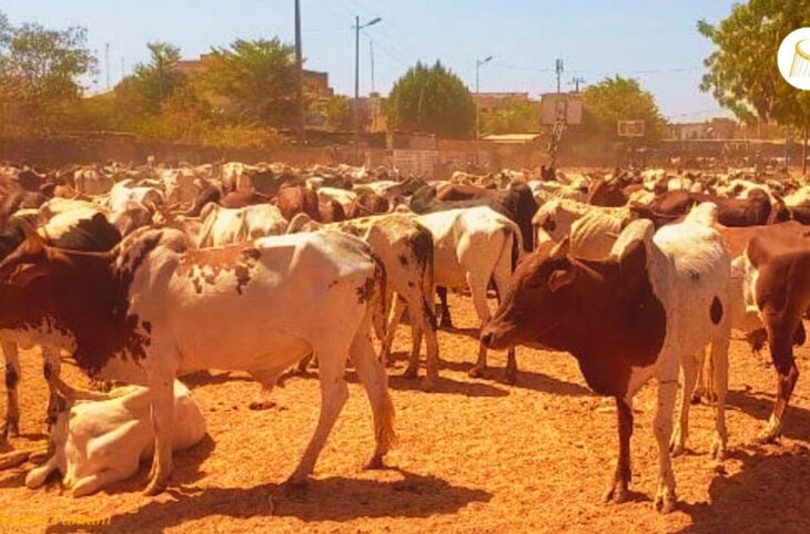 La Guinée interdit la transhumance malienne : quelles solutions pour les éleveurs ?