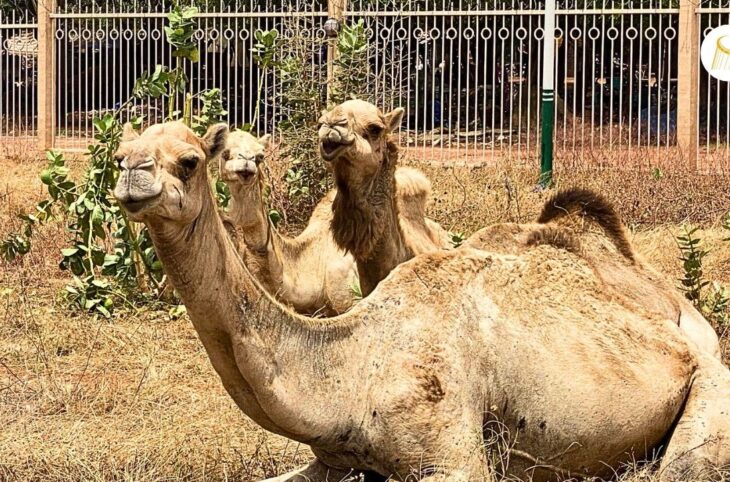 Bamako accueille le premier salon du dromadaire