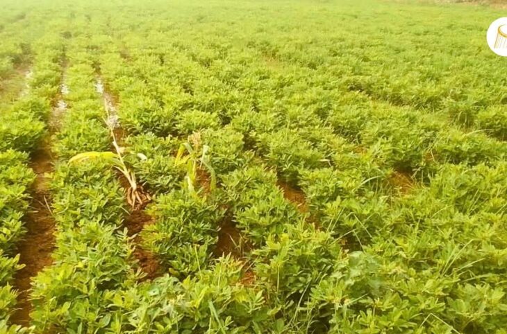 Campagne de contre-saison : fortunes diverses pour les producteurs de Manantali et Mahina