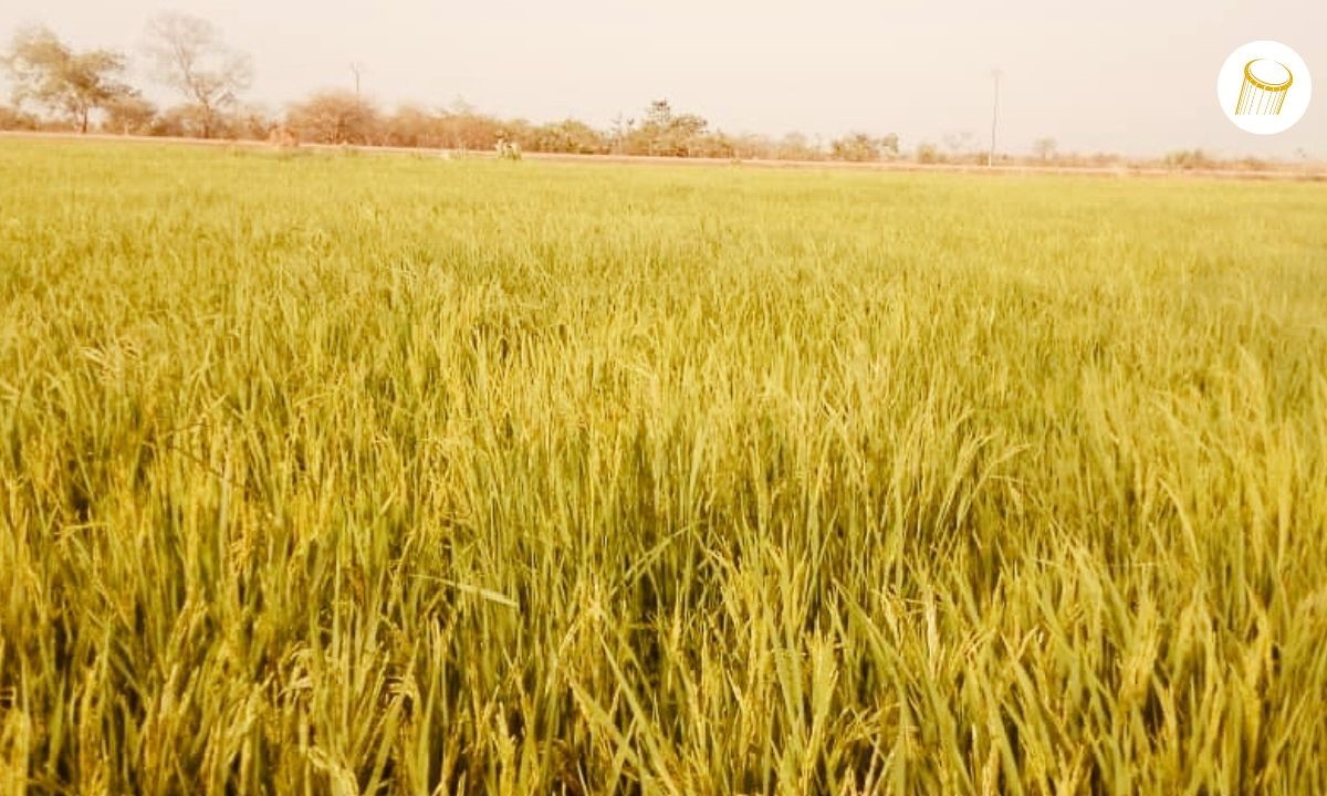 À Bafoulabé, une menace trouble les espoirs des paysans de Djadjéfara