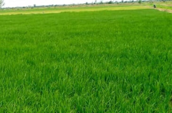 Goundam : une campagne de contre-saison globalement satisfaisante