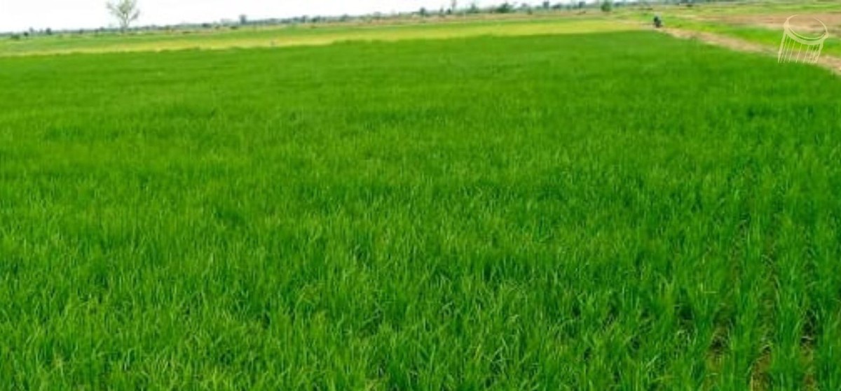 Des paysans ont été enlevés dans leurs champs à Macina