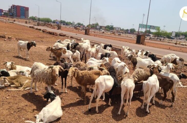 Tabaski : la rareté du mouton inquiète des consommateurs