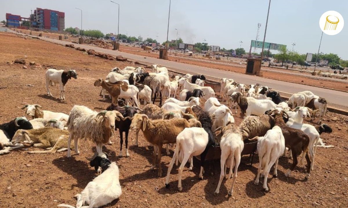 Tabaski : la rareté du mouton inquiète des consommateurs