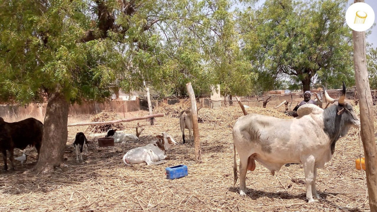 Un nombre important d’animaux a été volé dans le cercle d’Ansongo