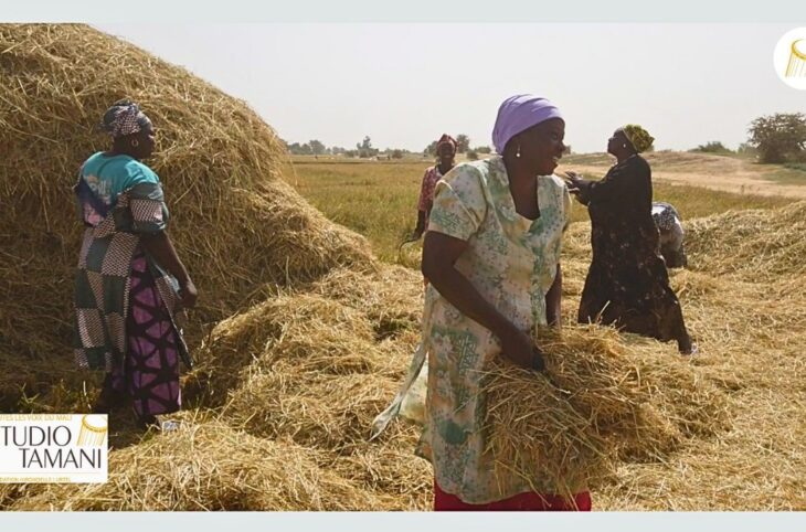 Campagne agricole 2025 : les paysannes en première ligne pour une meilleure récolte