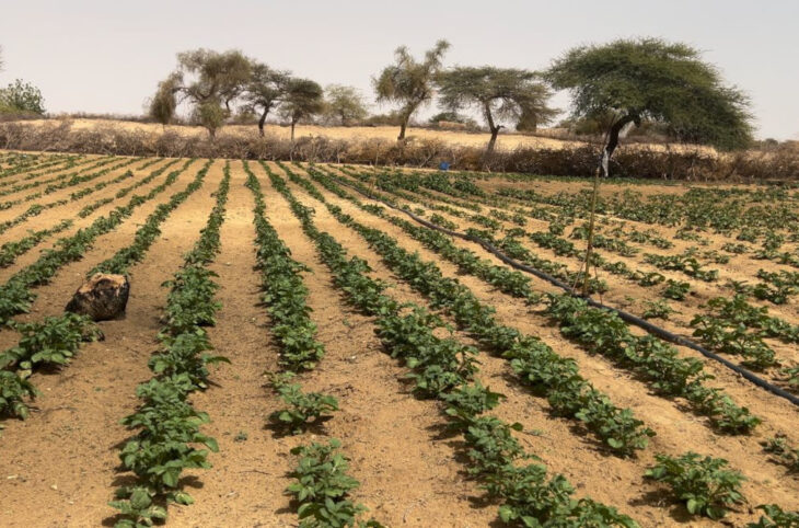 La campagne agricole timide au Nord et au Centre, des avancées au Sud