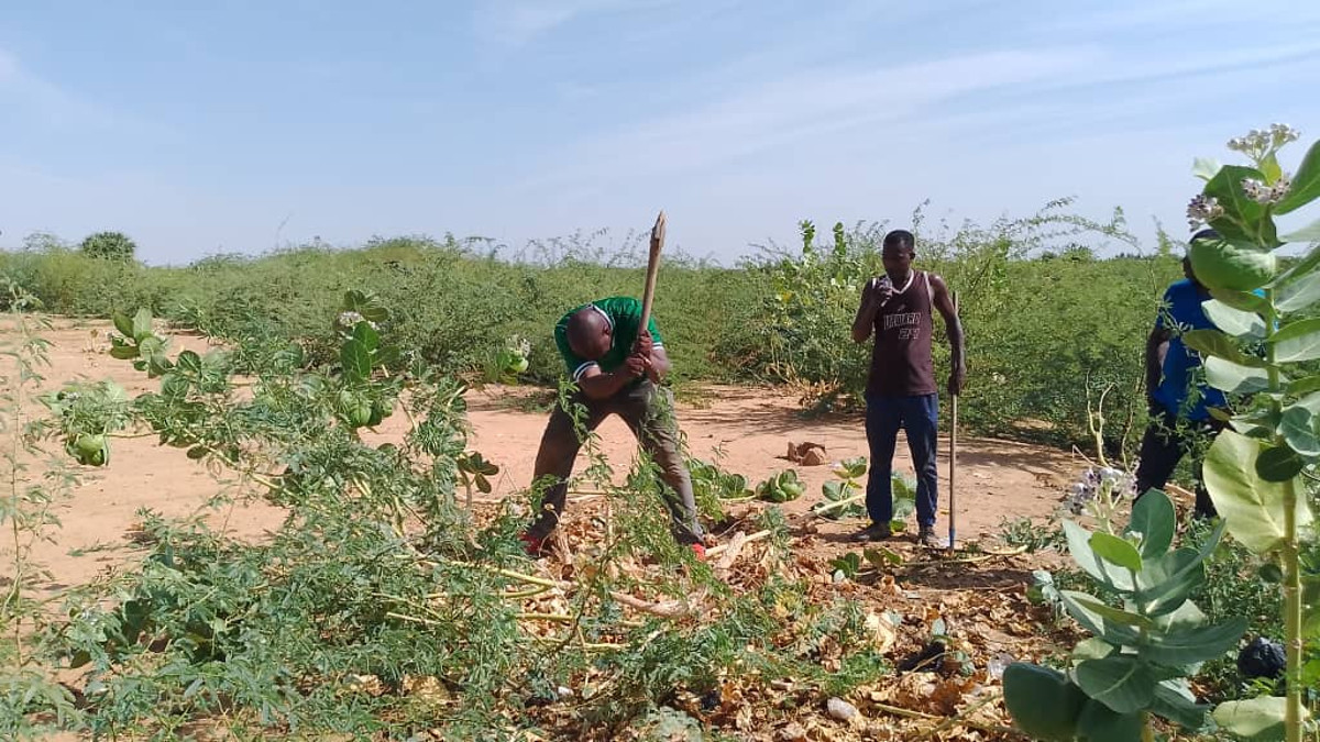Désherbage des alentours du poste de contrôle des FAMa à Gao