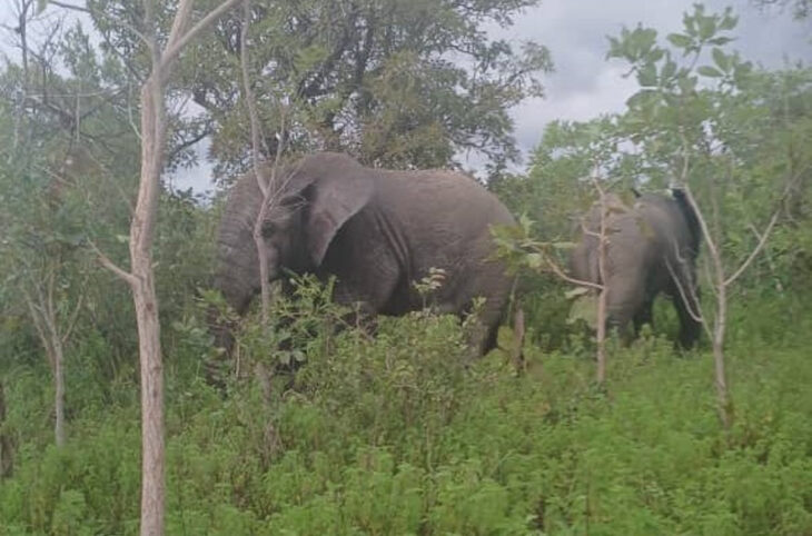 Présence d'éléphants dans la commune de Gouanan
